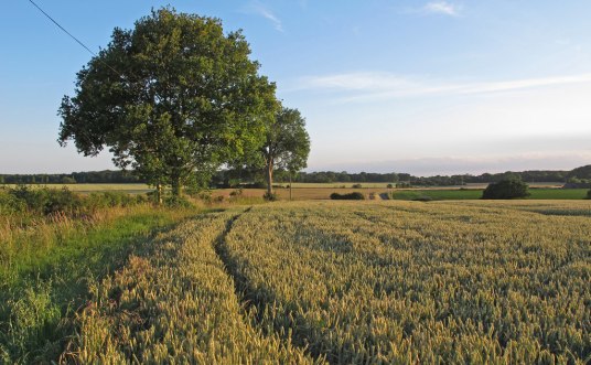 Roger Jones Trees and Wheat Field near Fuller's Farm, Toft Monks CC
